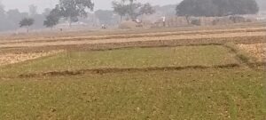 सुरौंधा में बिक्री हेतु आवासीय प्लॉट | 100% लीगल | Verified Land | Main Road Property